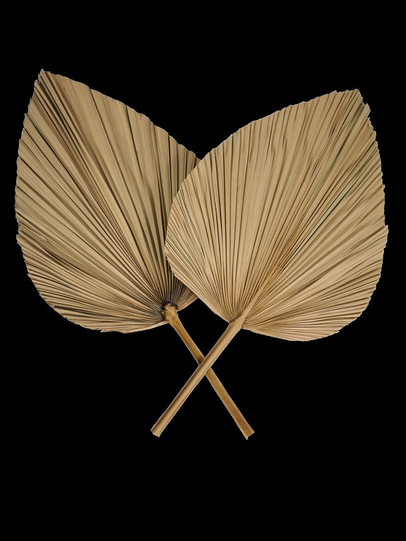 May include: Two dried palm leaves, also known as  'fan palms', are crossed at the stems. The leaves are a light brown color and have a natural, organic texture.