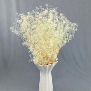 Dried Babys Breath (Dried Gypsophila) Natural Bleached White Color