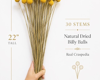 30 Stems Dried Billy Balls | Natural Craspedia Flowers, 22" Tall Bouquet Filler