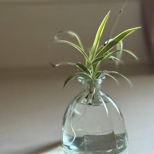 2pc Mini Bud Vases for Centerpieces Small Glass Vase Clear Tiny Vases for Wedding Baby Shower Birthday Party Events Home Office Decor