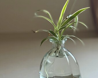 光沢のある白い磁器の花瓶：7インチの陶器の花のセンターピース - Etsy