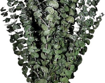 Preserved Eucalyptus Bush: Natural Dried Frosted Greenery (30" Tall)