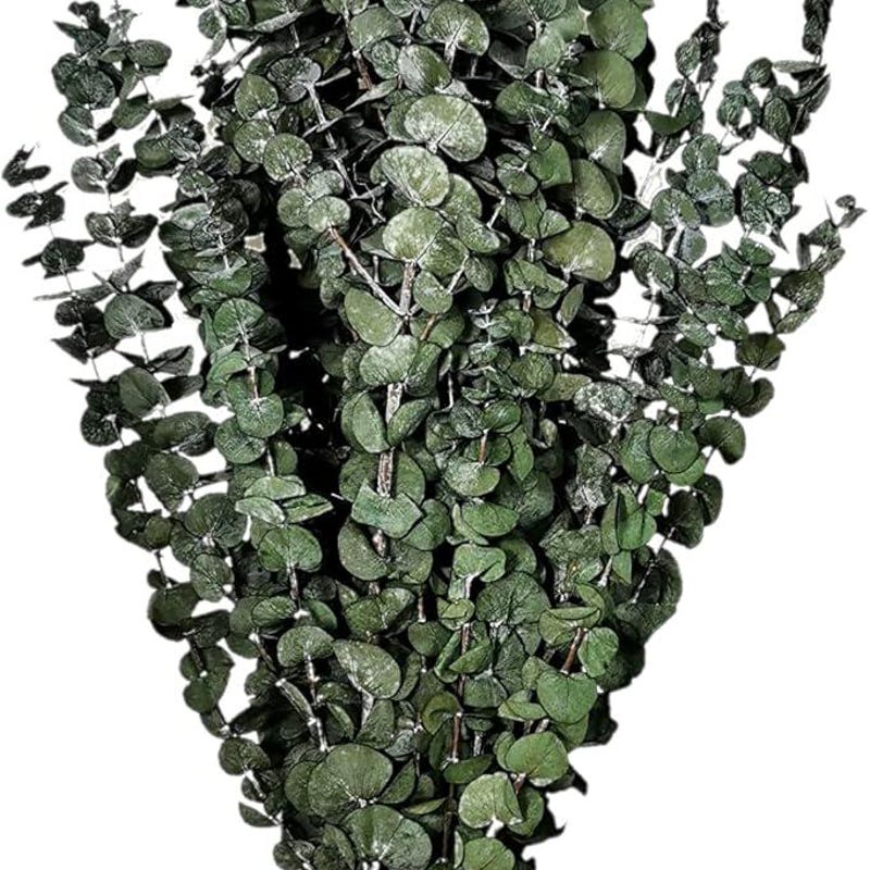 Dried Eucalyptus - Etsy