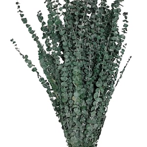 30&quot;H Calfornia Grown Fragrant Dried Natural Preserved Eucalyptus - 1 LB Bulk Frosted Green / Red / Blue / Olive Green / Brown / Pink