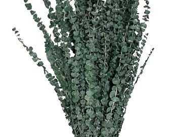 1 LB Fragrant Natural Preserved Dried Eucalyptus Large Bundle 30"H California Grown Many Colors Frosted / Washed