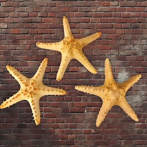 Conjunto de 3 peças de estrelas-do-mar secas naturais: azul, selva e espinhos longos