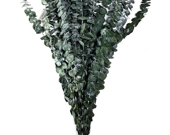 28" Tall 8 Oz Calfornia Grown Premium Dried Eucalyptus Branches Frosted Green