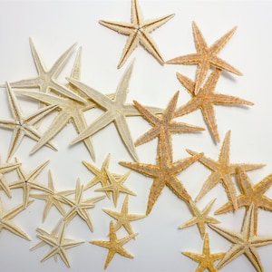CalCastle Natural Real Starfish Sea Star Star Fish from Philippine