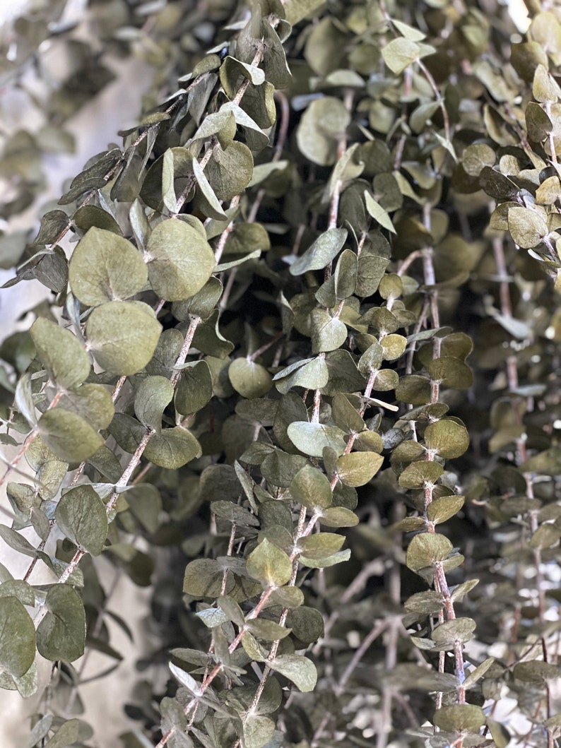 Dried Natural Preserved Eucalyptus 1 LB Bulk Frosted Green / Etsy