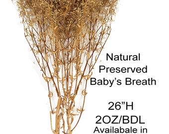 Dried Babys Breath (Dried Gypsophila) Natural Brown Color