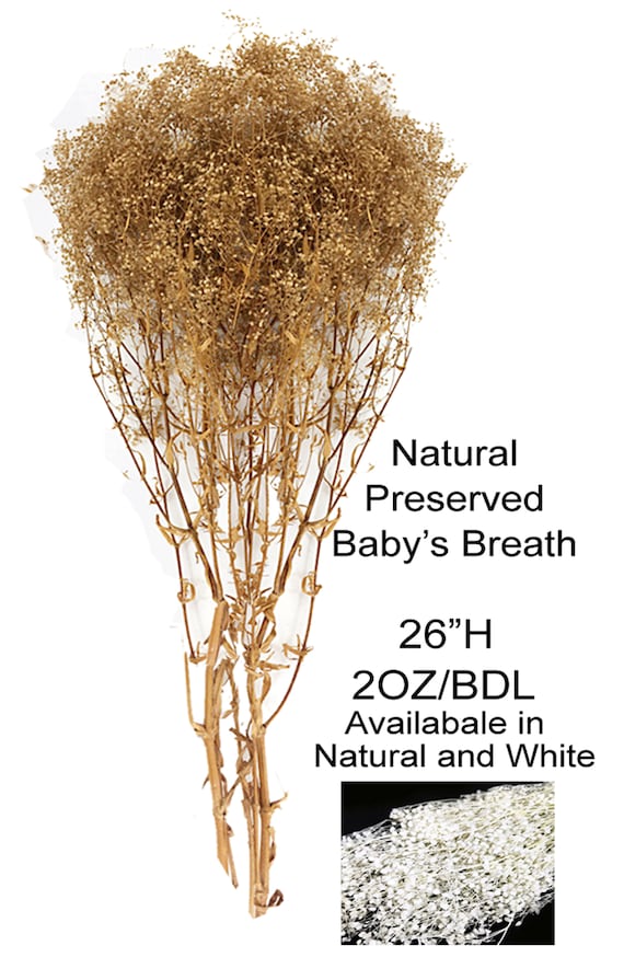 Dried Babys Breath (Dried Gypsophila) Natural Brown Color