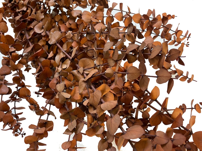 Dried Natural Preserved Eucalyptus 1 LB Bulk Polished Green Etsy