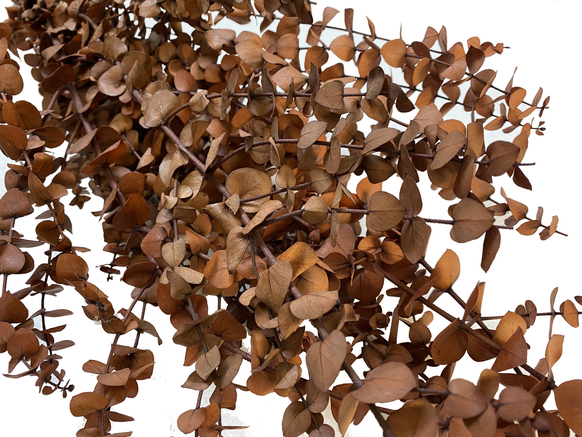 Dried Natural Preserved Eucalyptus 1 LB Bulk Polished Green Etsy