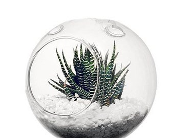 7" Large Clear Glass Suspended Plant Terrarium Round Ball with Flat Base and Loop Hook