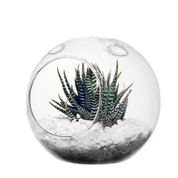 Glass Terrarium Ball Etsy