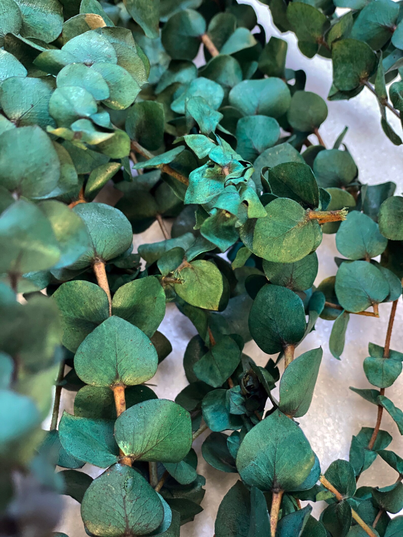Dried Natural Preserved Eucalyptus 1 LB Bulk Polished Green Etsy