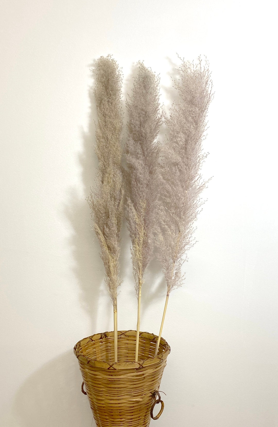 Natural 48 Gray Tall Dried Pampas Grass Jumbo Reeds 3pcs / 6 Pcs