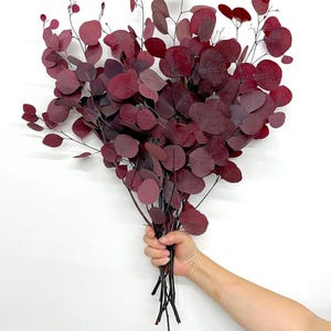 California (U.S.) grown Preserved Dried Silver Dollar Eucalyptus -  Large Bundle Approx up to 30&quot; Tall -Red/Green/Burgundy ( 8oz / 16oz)