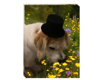 Bulk Flocked Black Top Hats: Craft & Party Decoration, Pet Costume