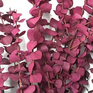 Calfornia Grown Dried Natural Preserved Eucalyptus - 1 LB Bulk