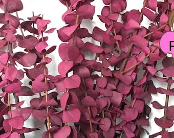 Calfornia Grown Dried Natural Preserved Eucalyptus - 1 LB Bulk