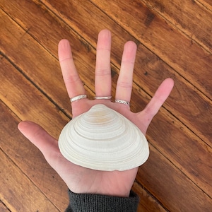 May include: A large, off-white seashell with a ridged texture is held in an open hand. The shell is the focal point, with a natural, organic shape. The background is a wooden surface with a warm, brown tone.