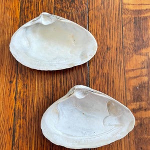 Large Clam Shells, Set of 2, from Newport RI