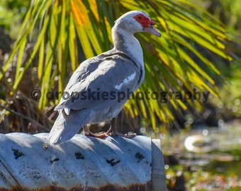 Muscovy Duck