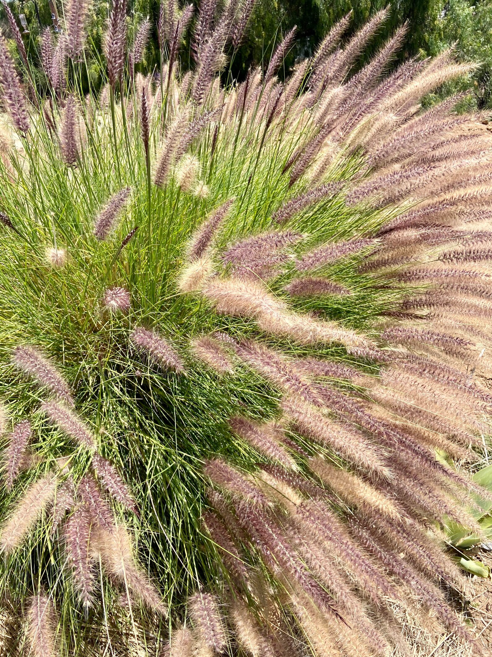 Purple fountain grass seeds Etsy