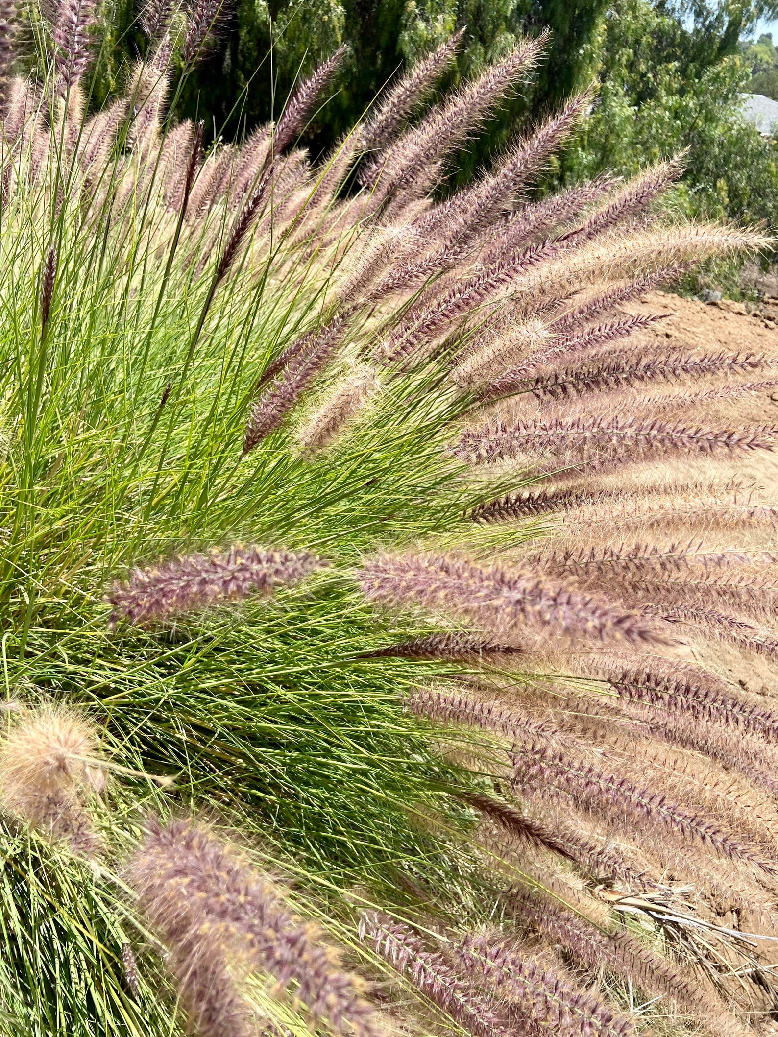 Purple fountain grass seeds Etsy