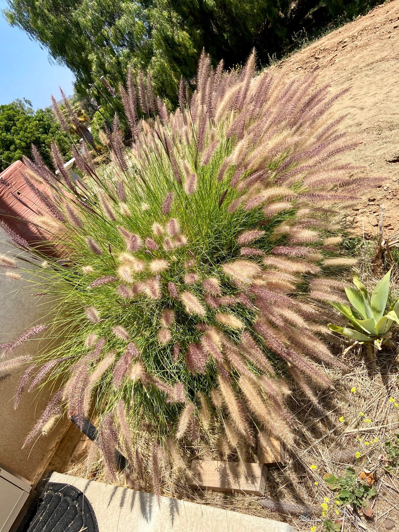 Purple fountain grass seeds Etsy
