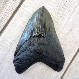 Megalodon Shark Tooth Fossil Replica, Fish Fossil replica, Shark Week Collectibles, Fossil Shark Teeth, Husband Gift, Boyfriend gift image 1