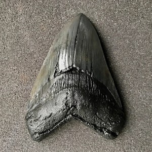 Megalodon Shark Tooth Fossil Replica, Fish Fossil replica, Shark Week Collectibles, Fossil Shark Teeth, Husband Gift, Boyfriend gift image 4