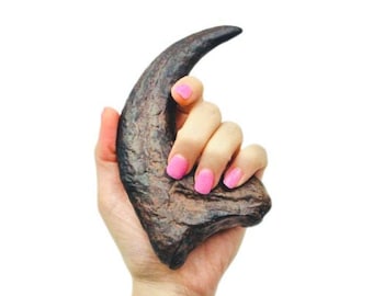 Velociraptor Claw, Raptor Claw Fossil Replica, Utah Raptor, Dinosaur Collectibles, Fossil replica, Talon, Halloween Prop,