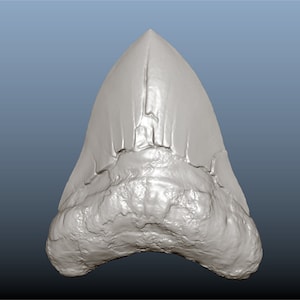 May include: A fossilised shark tooth, a pale grey colour, with a pointed tip and serrated edges. The tooth is worn and has a rough texture.