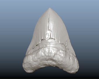 May include: A fossilized shark tooth, a pale gray color, with a pointed tip and serrated edges. The tooth is worn and has a rough texture.