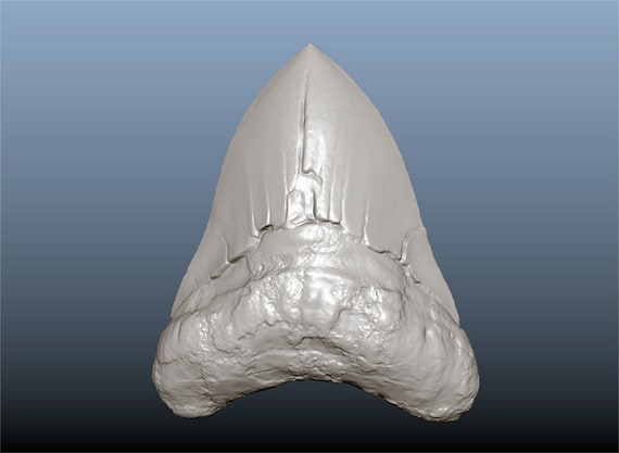 Megalodon Tooth Fossil Replica STL: Printable Paleo Art (Digital Download)
