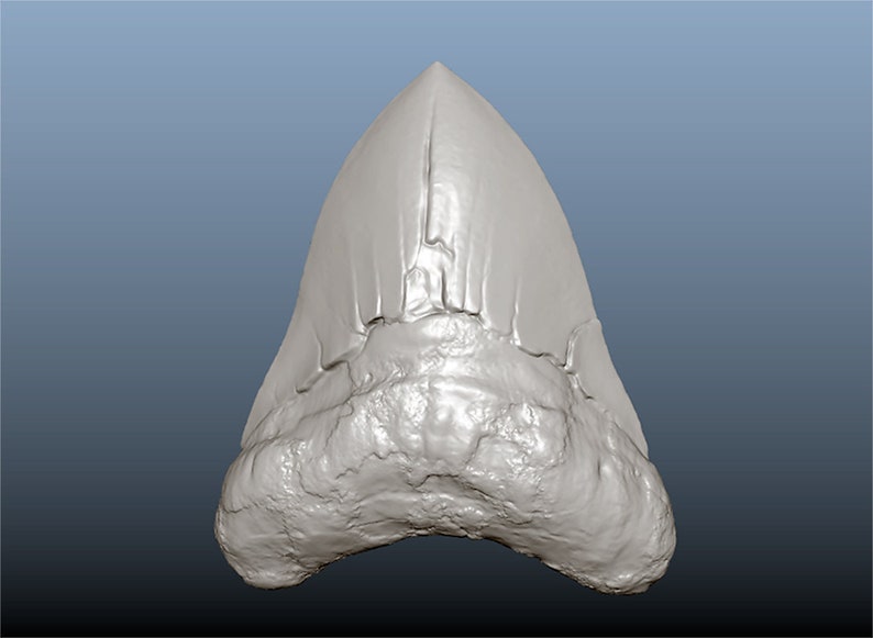 May include: A fossilized shark tooth, a pale gray color, with a pointed tip and serrated edges. The tooth is worn and has a rough texture.