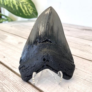 Megalodon Shark Tooth Fossil Replica, Fish Fossil replica, Shark Week Collectibles, Fossil Shark Teeth, Husband Gift, Boyfriend gift image 3