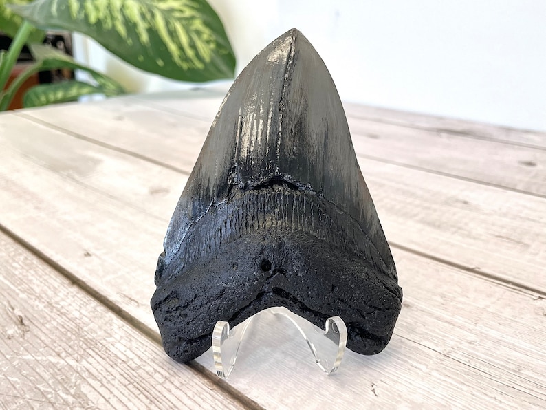 Megalodon Shark Tooth Fossil Replica, Fish Fossil replica, Shark Week Collectibles, Fossil Shark Teeth, Husband Gift, Boyfriend gift image 3
