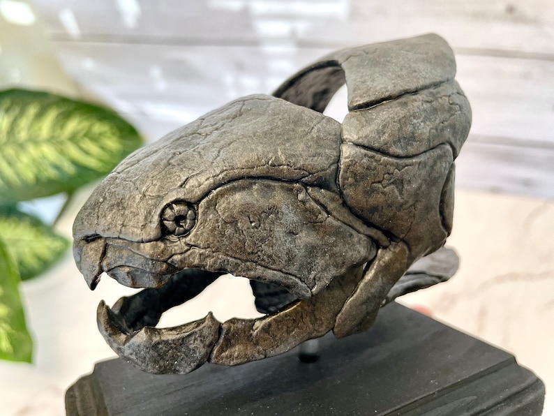 Dunkleosteus Fossil Replica 1/12 Scale 5, Fossil Fish, Devonian Placoderm Fossil, Dinosaur Fossil Replica, Fossil Replica image 6