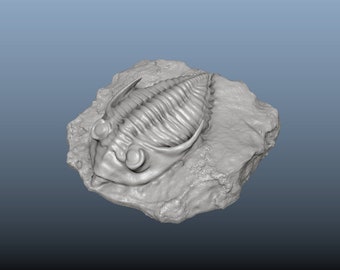 Trilobite Fossil STL, Trilobite Digital Download, Printable Fossil, Collectible Fossil, Marine Fossil, Paleo Art, OBJ, STL