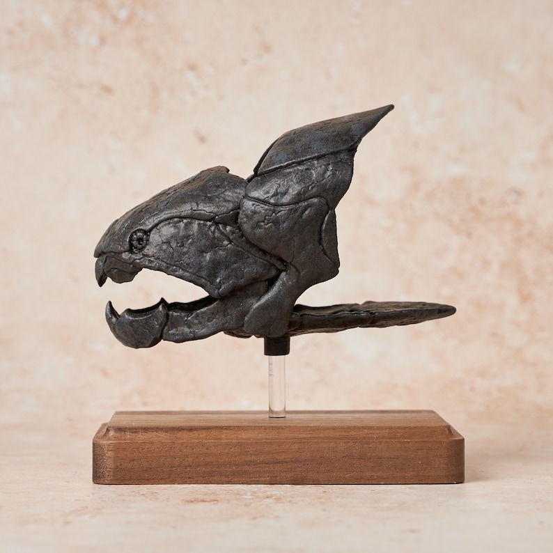 Dunkleosteus Fossil Replica 1/12 Scale 5, Fossil Fish, Devonian Placoderm Fossil, Dinosaur Fossil Replica, Fossil Replica image 3