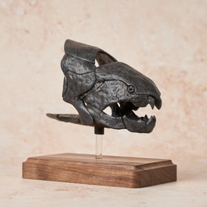 Dunkleosteus Fossil Replica 1/12 Scale 5, Fossil Fish, Devonian Placoderm Fossil, Dinosaur Fossil Replica, Fossil Replica image 2