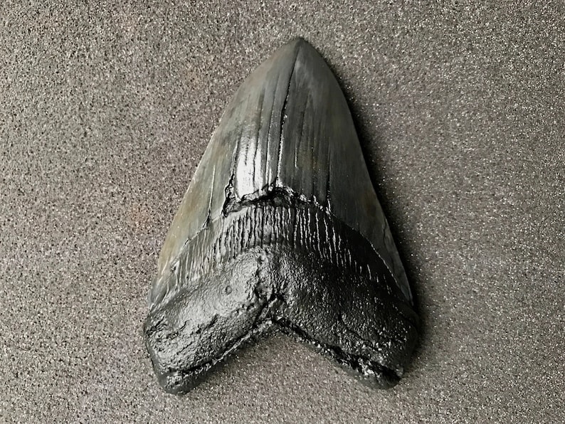 Megalodon Shark Tooth Fossil Replica, Fish Fossil replica, Shark Week Collectibles, Fossil Shark Teeth, Husband Gift, Boyfriend gift image 4