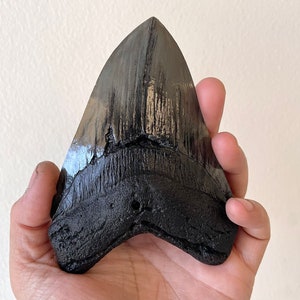 Megalodon Shark Tooth Fossil Replica, Fish Fossil replica, Shark Week Collectibles, Fossil Shark Teeth, Husband Gift, Boyfriend gift image 2