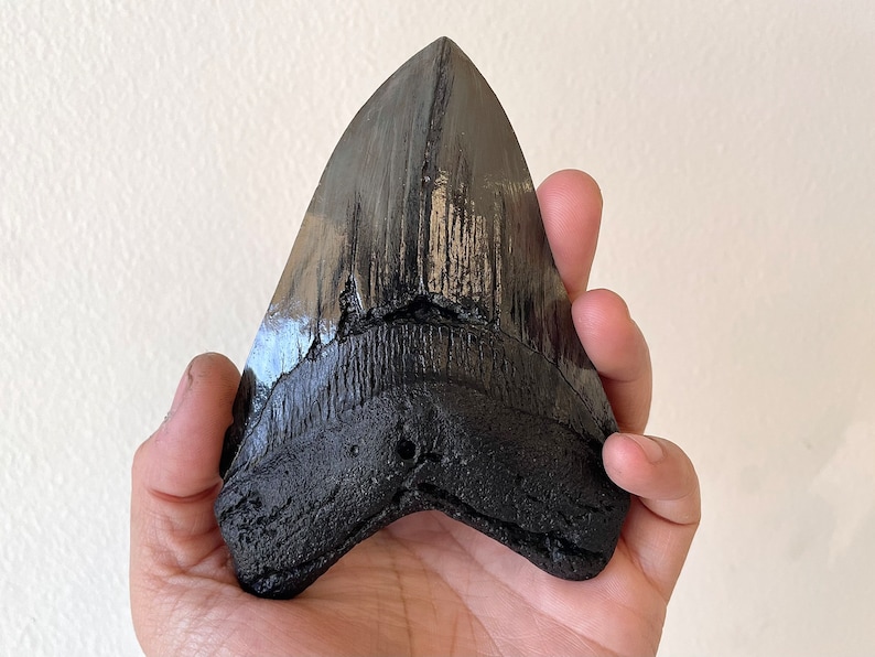 Megalodon Shark Tooth Fossil Replica, Fish Fossil replica, Shark Week Collectibles, Fossil Shark Teeth, Husband Gift, Boyfriend gift image 2