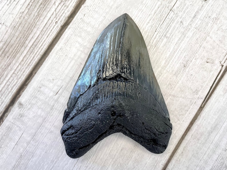 Megalodon Shark Tooth Fossil Replica, Fish Fossil replica, Shark Week Collectibles, Fossil Shark Teeth, Husband Gift, Boyfriend gift image 1
