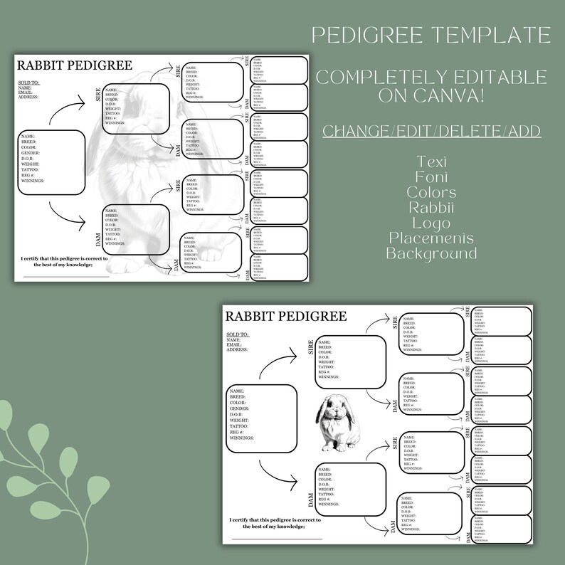 Holland Lop Pedigree Template: Editable Rabbit Lineage (printable PDF ...