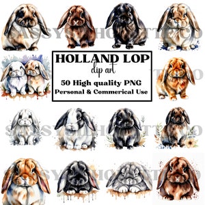 Holland Lop Clipart, Holland Lop Bilder, Aquarell Holland Lop, Kaninchen Clipart, Kaninchen Clipart, Aquarell Häschen, Aquarell Kaninchen